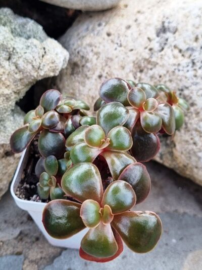 Echeveria Red Ball cristata