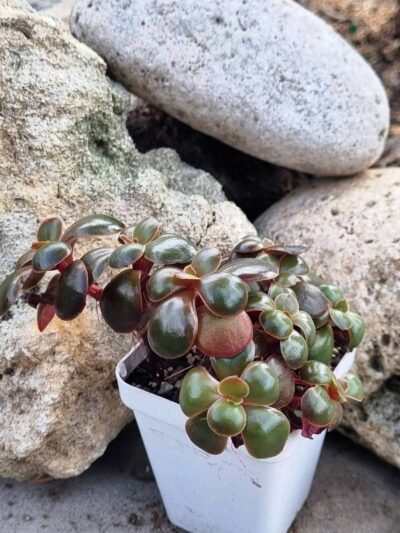 Echeveria Red Ball cristata - Зображення 2
