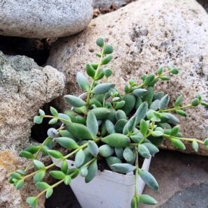 Cotyledon Papillaris Pixie Bean