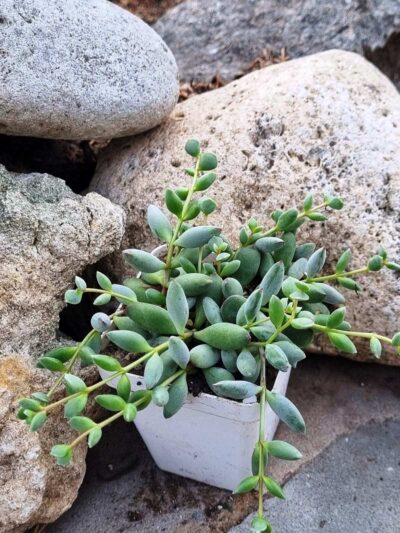 Cotyledon Papillaris Pixie Bean