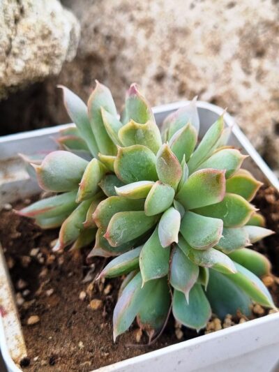 Echeveria Western Blue cristata - Зображення 2