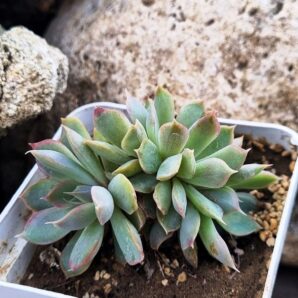 Echeveria Western Blue cristata