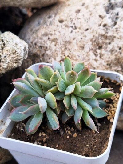 Echeveria Western Blue cristata
