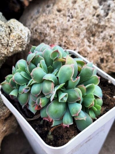 Echeveria Trumpet Pinky cristata - Зображення 2