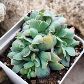 Echeveria Trumpet Pinky cristata