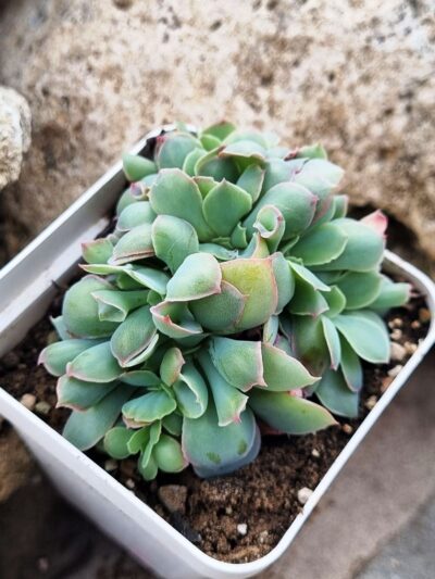 Echeveria Trumpet Pinky cristata