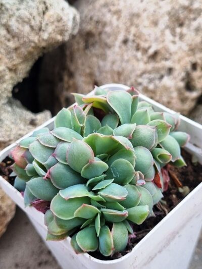 Echeveria Trumpet Pinky cristata - Зображення 3