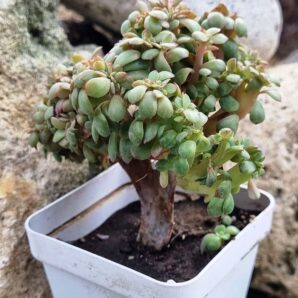 Echeveria Briar Rose cristata
