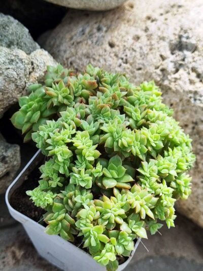 Echeveria agavoides f cristata