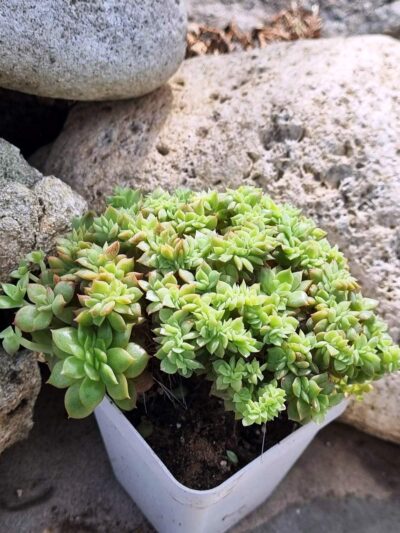 Echeveria agavoides f cristata - Зображення 2