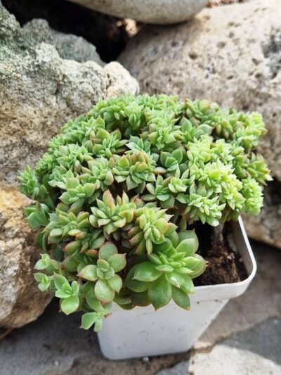 Echeveria agavoides f cristata - Зображення 3