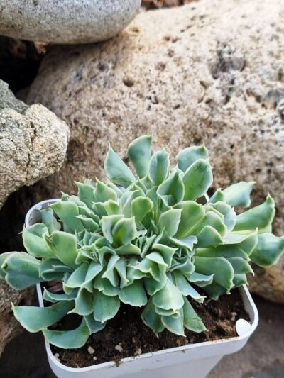Echeveria Nichi cristata - Зображення 3