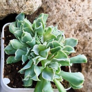 Echeveria Nichi cristata