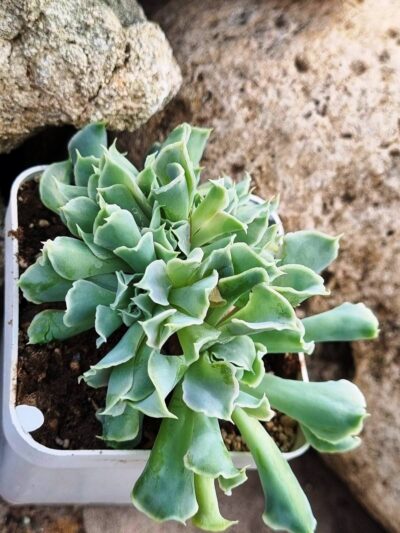 Echeveria Nichi cristata