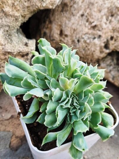 Echeveria Nichi cristata - Зображення 2
