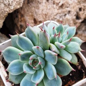 Echeveria Lindsanyana