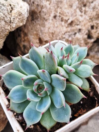 Echeveria Lindsanyana