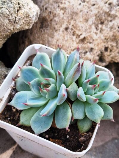 Echeveria Lindsanyana - Зображення 2