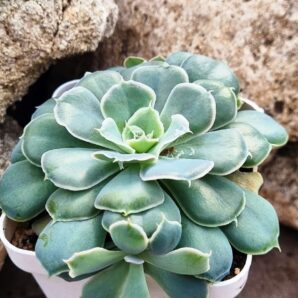Echeveria Schaviana Mexican Hens