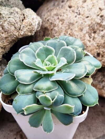 Echeveria Schaviana Mexican Hens