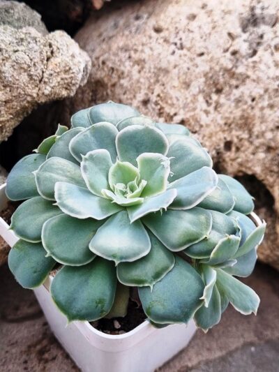 Echeveria Schaviana Mexican Hens - Зображення 2