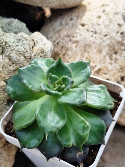 Echeveria Super Bowl - Зображення 3
