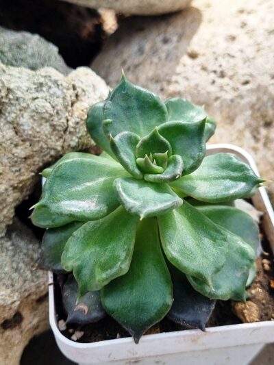 Echeveria Super Bowl - Зображення 2