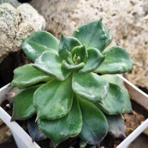 Echeveria Super Bowl