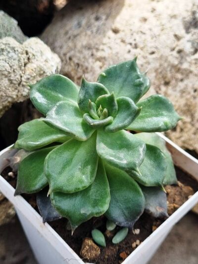 Echeveria Super Bowl