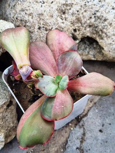 Echeveria Diamond State var - Зображення 2