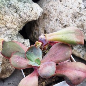 Echeveria Diamond State var