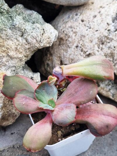 Echeveria Diamond State var
