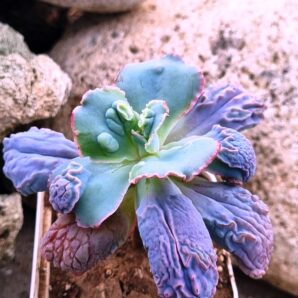 Echeveria Linguas