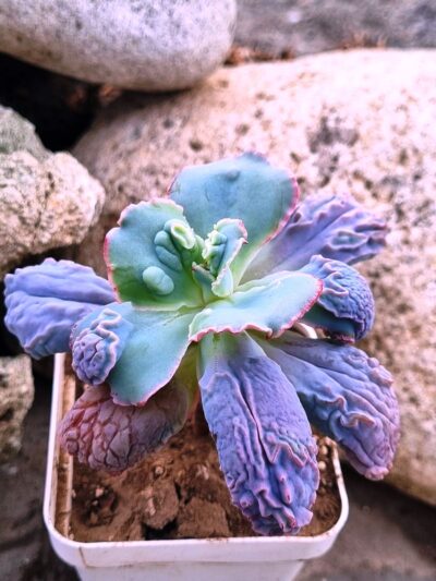 Echeveria Linguas