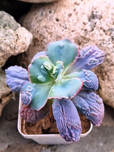 Echeveria Linguas - Зображення 2