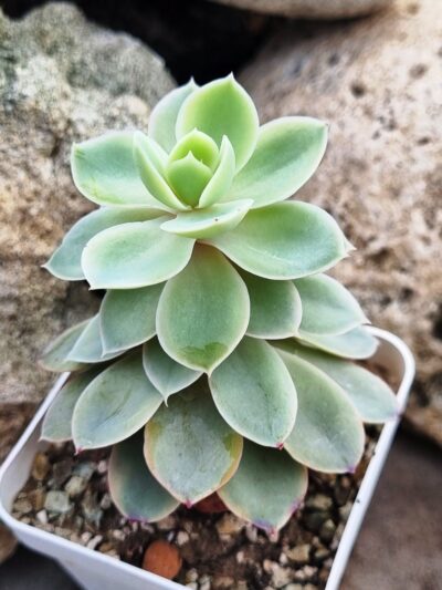 Echeveria Pink Vera var - Зображення 2