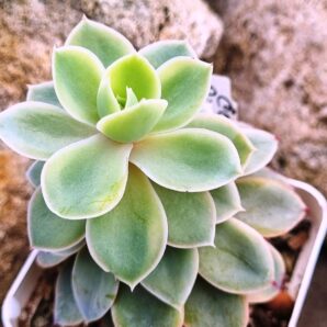 Echeveria Pink Vera var