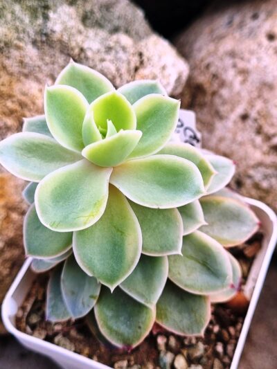 Echeveria Pink Vera var