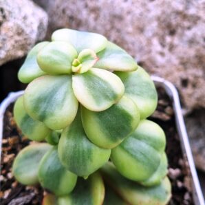 Echeveria Suyon var
