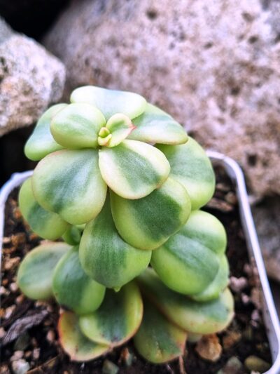 Echeveria Suyon var