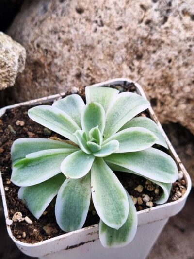 Echeveria Lemon rose var - Зображення 2