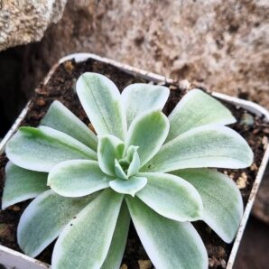 Echeveria Lemon rose var
