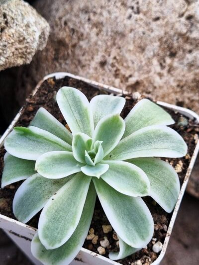 Echeveria Lemon rose var