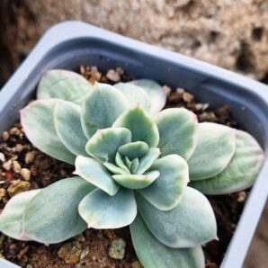Echeveria Luella var