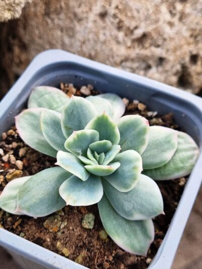 Echeveria Luella var