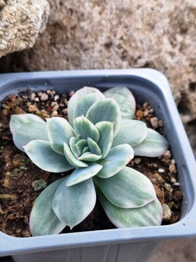 Echeveria Luella var - Зображення 2