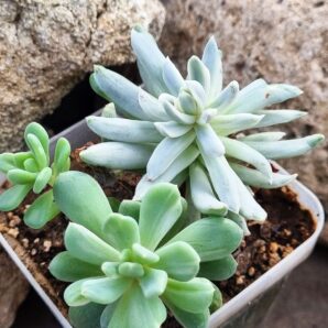 Pachyveria Scheideckeri var