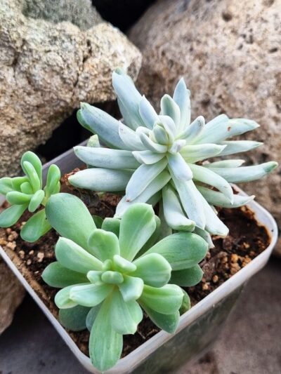 Pachyveria Scheideckeri var