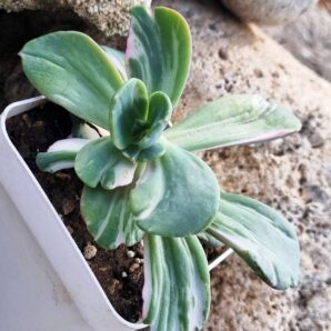 Echeveria Berserk variegata