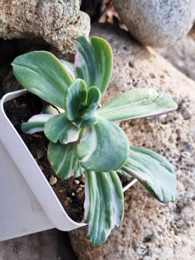 Echeveria Berserk variegata